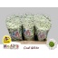 product/img.floraplaza.nl/LCHRMADW-LIVE_fotos-0x2CEC72AB097E4E3AF0929342AFD3C7F5AEFEDBEF.jpg