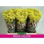 product/img.floraplaza.nl/LCHRMADY-ASSORTI_fotos-ZZZZ-Reserve-Westeringh Chrys sa madiba ringa yellow.jpg