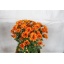 product/img.floraplaza.nl/LCHRMANO-LIVE_fotos-0x160E6B909547FE7049B4FA3BF8A4B17127DD62B1.jpg