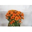 product/img.floraplaza.nl/LCHRMANO-LIVE_fotos-0xD3AFE0690F18F613402BF3EB4DB1C432491586FC.jpg