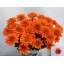 product/img.floraplaza.nl/LCHRMARC-LIVE_fotos-0xEDE3CA55B9A13E71C29771F6B9789C92824CB23A.jpg product/img.floraplaza.nl/LCHRMARC-LIVE_fotos-0xEDE3CA55B9A13E71C29771F6B9789C92824CB23A.jpg