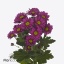 product/img.floraplaza.nl/LCHRMEM-ART_Fotos-VBN-vbn121026.jpg