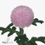 product/img.floraplaza.nl/LCHRMOM-ART_Fotos-VBN-vbn115311.jpg