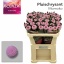 product/img.floraplaza.nl/LCHRMOM-LIVE_fotos-0x6BA0BB372592FD1A9693F1F12BFF8AB5F198E7FC.jpg