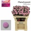 product/img.floraplaza.nl/LCHRMOM-LIVE_fotos-0x74C735B8EE485D2330D01C51C8FDD24E4DB0A9E8.jpg
