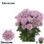 product/img.floraplaza.nl/LCHROP-LIVE_fotos-0xD6EE0FF38869C0C0DED94C993183D9FAABDA252B.jpg
