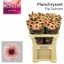 product/img.floraplaza.nl/LCHRPIPS-LIVE_fotos-0x3CD5D0F8CD3E134CBA9FEC29A5F365235A9F5A2D.jpg