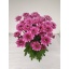 product/img.floraplaza.nl/LCHRPRA-LIVE_fotos-0x276BB4FCBB48BAFB8C549A22A822C181D6F2DBE0.jpg