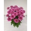 product/img.floraplaza.nl/LCHRPRA-LIVE_fotos-0xAD97358B400810B60BACE0CE32C21C7517E428ED.jpg
