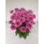 product/img.floraplaza.nl/LCHRPRA-LIVE_fotos-0xF94F8CF052DF04B011D53D4EE93997E2DAD93958.jpg