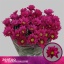product/img.floraplaza.nl/LCHRPUR-LIVE_fotos-0x6EEE3BF7D2FCBAAF015E107B48DBF9A9A84D80CB.jpg