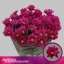 product/img.floraplaza.nl/LCHRPUR-LIVE_fotos-0x93CF586119E4F2C29C7443DA698D22E2F3464B85.jpg