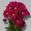 product/img.floraplaza.nl/LCHRPUR-LIVE_fotos-0xE3DB27BBE71E8B9ABC7C3843064D58945FED5454.jpg