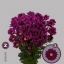 product/img.floraplaza.nl/LCHRPUR-LIVE_fotos-0xF828498E11B1F73814BF9AD4658C81412F0F5A18.jpg