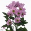 product/img.floraplaza.nl/LCHRRIH-ART_Fotos-VBN-vbn111279.jpg