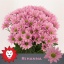 product/img.floraplaza.nl/LCHRRIH-LIVE_fotos-0x36B21300626B80AA8D7B3CF545FE6559B7C6832F.jpg