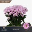 product/img.floraplaza.nl/LCHRRIH-LIVE_fotos-0x7336E2FBECA8C3AAFD35E9B7103040FEE5ACC6AD.jpg