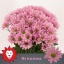 product/img.floraplaza.nl/LCHRRIH-LIVE_fotos-0xB1E582BBC62D8606BA2B2A1697A1A19C2BFC0852.jpg