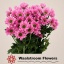product/img.floraplaza.nl/LCHRRIH-LIVE_fotos-0xD383D51538E8DB947AC2C5F324767A8FE956B146.jpg