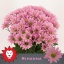 product/img.floraplaza.nl/LCHRRIH-LIVE_fotos-0xF61FBE7420B9A64612AAA418DB3CE953375E88B8.jpg