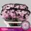 product/img.floraplaza.nl/LCHRRO-LIVE_fotos-0x6704D99D252569C8F74A6361064F980F39D6EA37.jpg