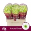 product/img.floraplaza.nl/LCHRSANANUG-LIVE_fotos-0x4BC3F5D7290BA0D91E10F4573B632A4CAF0A2E6B.jpg