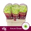 product/img.floraplaza.nl/LCHRSANANUG-LIVE_fotos-0xF5526C556C97D9A4DFFB14DE3596C6E7E5F8A5FA.jpg
