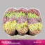 product/img.floraplaza.nl/LCHRSANBLUSH-LIVE_fotos-0x09C6BA3D08CBC2E6DB29FF52BEE3CAE2B5C208BF.jpg