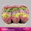 product/img.floraplaza.nl/LCHRSANBLUSH-LIVE_fotos-0xE55BE1489C9DBEF67371301210825CB392E64AA9.jpg