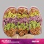 product/img.floraplaza.nl/LCHRSANBLUSH-LIVE_fotos-0xEA8481029A237A81F6485D64D9E497016E396101.jpg