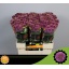 product/img.floraplaza.nl/LCHRSANDOR-LIVE_fotos-0x9002BF86CC8FD84479AE820D27B6B0447CDBADFF.jpg