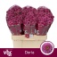 product/img.floraplaza.nl/LCHRSANDOR-LIVE_fotos-0xB5EB1C4DB16154F7DE5A9BA0398F2FCED3E58AB3.jpg