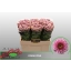 product/img.floraplaza.nl/LCHRSANDORP-ASSORTI_fotos-MVA-Schie - chrys sa doria pink.jpg