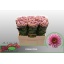 product/img.floraplaza.nl/LCHRSANDORP-ASSORTI_fotos-MVA-Schie - chrys sa doria pink.jpg