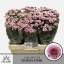 product/img.floraplaza.nl/LCHRSANDORP-LIVE_fotos-0x2A3A0BC4E2E9C23460C46A9F9DF3CA79E16DBFEF.jpg