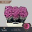 product/img.floraplaza.nl/LCHRSANELL-LIVE_fotos-0x43CFAC0EE4CF4913A06AF517BA57D31F3D9B6561.jpg