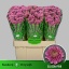 product/img.floraplaza.nl/LCHRSANELL-LIVE_fotos-0x4E8F378DDEA57EC8B255C1784B36C86E7258B9DA.jpg