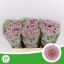 product/img.floraplaza.nl/LCHRSANELLS-LIVE_fotos-0x9D121198D904E58E9031537BB4D8EA12B889AF75.jpg