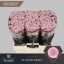 product/img.floraplaza.nl/LCHRSANELLS-LIVE_fotos-0xB7530D65AE9C0FC8B5F4ED598391EDE84E9CBBD9.jpg