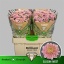 product/img.floraplaza.nl/LCHRSANELLS-LIVE_fotos-0xE33C0314AA3A85E8182EEE793F9540D998605CC9.jpg