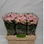 product/img.floraplaza.nl/LCHRSANELLS-LIVE_fotos-0xF036431F439648E352B7BAB48587E6C77AA35A34.jpg
