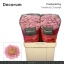 product/img.floraplaza.nl/LCHRSANELLS-LIVE_fotos-0xF4610CB69043624DBE6B3E2DEAE5EE03133AB55E.jpg