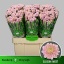 product/img.floraplaza.nl/LCHRSANELLS-LIVE_fotos-0xF64AFD71ECABB1B5E61D984208D77B834E38190C.jpg