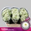 product/img.floraplaza.nl/LCHRSANFER-LIVE_fotos-0xADD5B2DA08904182E00CCED5D1593EDC689B169A.jpg