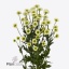 product/img.floraplaza.nl/LCHRSANMADC-ART_Fotos-VBN-vbn119214.jpg