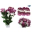 product/img.floraplaza.nl/LCHRSANMIL-ASSORTI_fotos-MVA-Flowers4all - Santini mix sweet.jpg