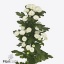 product/img.floraplaza.nl/LCHRSANPIZ-ART_fotos-VBN-vbn121622.jpg