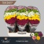 product/img.floraplaza.nl/LCHRSANPOMM-LIVE_fotos-0x74A4F8F3D061463BA7EA25B6DBB0EB73CC44FA8E.jpg