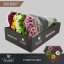 product/img.floraplaza.nl/LCHRSANPOMM-LIVE_fotos-0xCBEF05FB423FE0EDCAFE9ED7AC87CBD3B38A672F.jpg