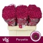product/img.floraplaza.nl/LCHRSANPUR-LIVE_fotos-0x31AFF0D8F37C0D619B705CC85F5237DC13B66906.jpg